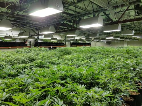 grow facility for cannabis